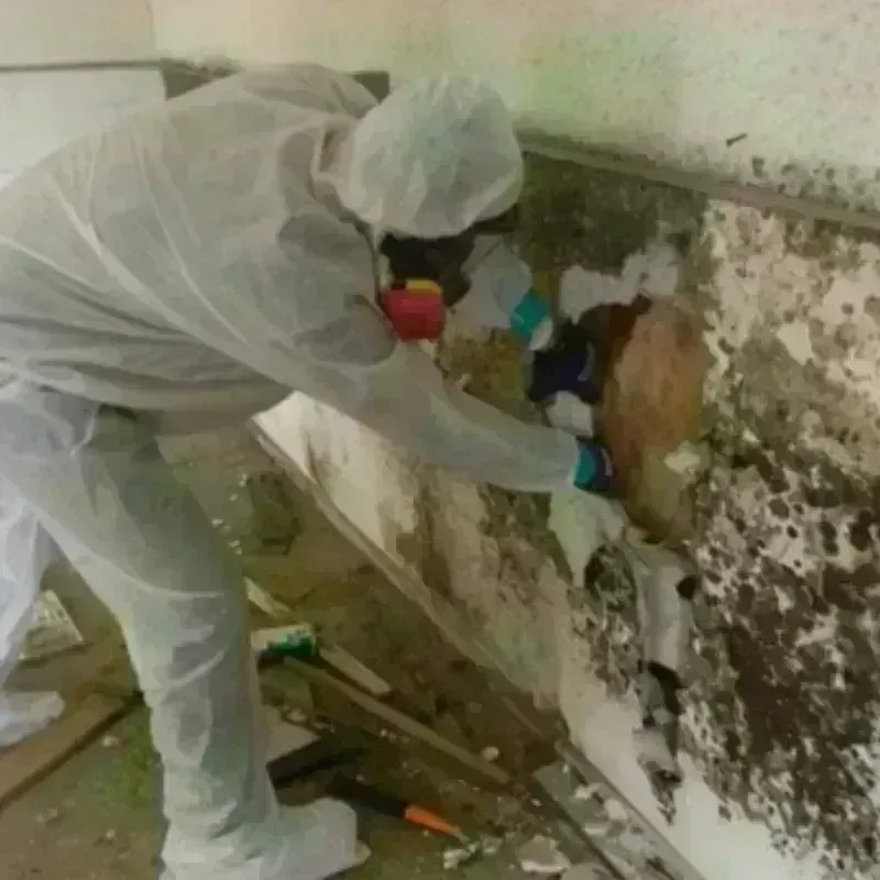 Mold Remediation and Removal in Frackville, PA